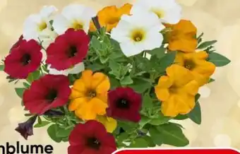 Eurospar Balkonblume Beautycal Trio Angebot
