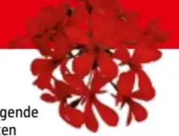Bauhaus Pelargonien Angebot