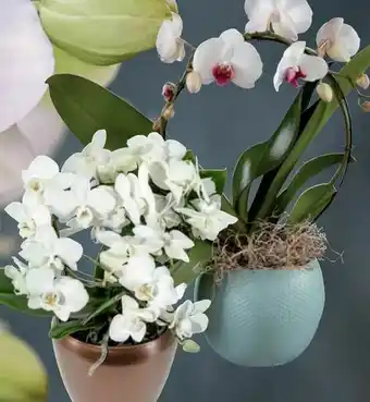 Lidl Orchidee Bügel Angebot