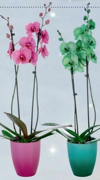 Lidl Orchidee Royal Angebot