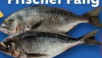 Lidl Dorade Angebot