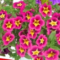 Bauhaus Zauberglöckchen Bumble Bee Hot Pink Angebot
