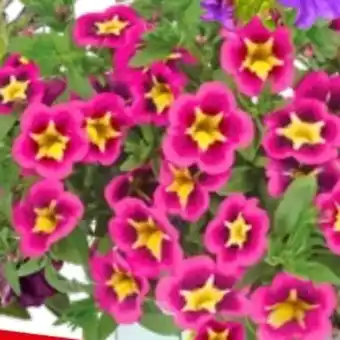 Bauhaus Zauberglöckchen Bumble Bee Hot Pink Angebot