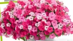 Bauhaus Petunia Trio Mio Bella Vista Angebot