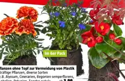 Bauhaus Pflanzen ohne Topf Angebot