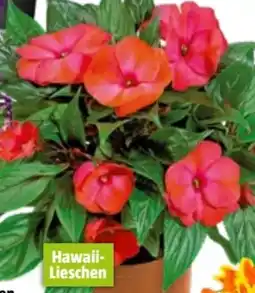 Bauhaus Hawaii Lieschen Angebot