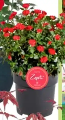Bauhaus Rose Zepeti Angebot