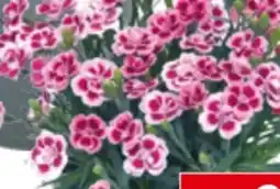 Bauhaus Nelken Celebration Angebot