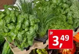 Bauhaus Bio Kräutertopf Mix Angebot