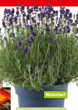 Bauhaus Garten-Lavendel Lavandula Angebot