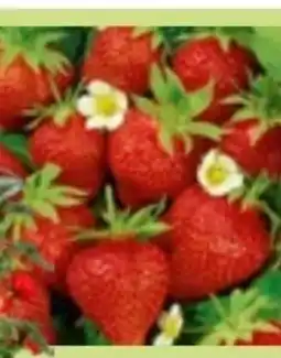 Bauhaus Erdbeeren-Pflanzen Angebot