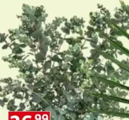 Bauhaus Eukalyptus Angebot