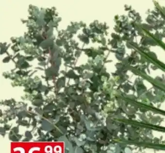 Bauhaus Eukalyptus Angebot