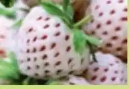 Bauhaus Bio Erdbeeren Pflanzen Angebot