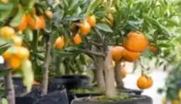 Bauhaus Citrus Kumquat Angebot