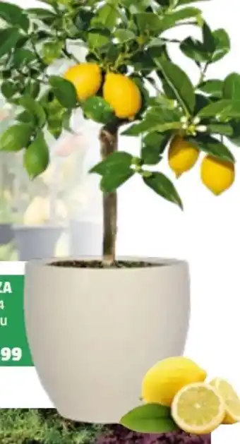 Bauhaus Pflanztopf Monza Angebot