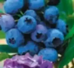 Bauhaus Heidelbeere Hortblue Petite Angebot