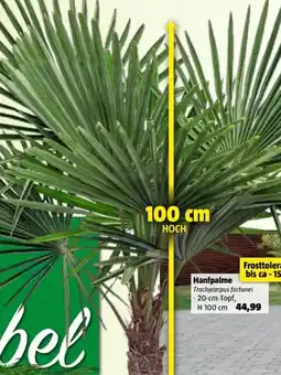 Bauhaus Hanfpalme Angebot