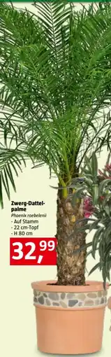 Bauhaus Zwerg-Dattelpalme Angebot