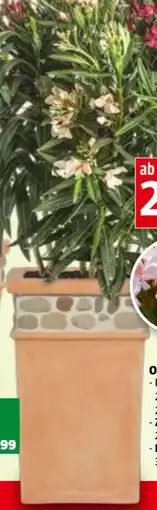 Bauhaus Oleander Angebot