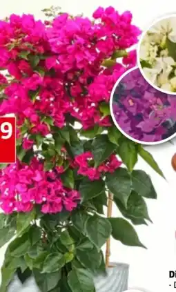Bauhaus Drillingsblume Angebot