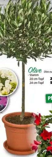Bauhaus Olea Europaea Olive Angebot