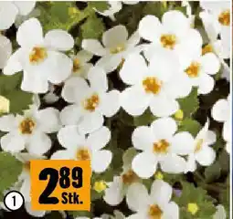 Hornbach Schneeflocke Angebot