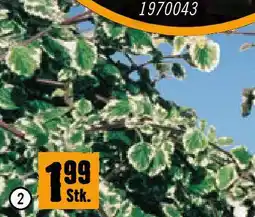 Hornbach Elfengold, Weihrauch Angebot