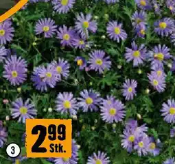Hornbach Blaues Gänseblümchen Angebot