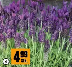 Hornbach Schmetterlingslavendel Angebot