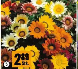Hornbach Gazania Angebot