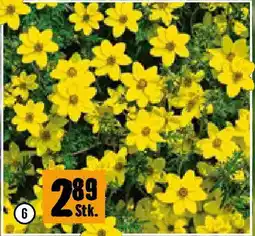 Hornbach Bidens Angebot