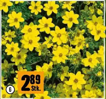 Hornbach Bidens Angebot