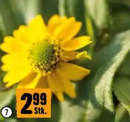 Hornbach Husarenknöpfchen Angebot
