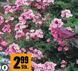Hornbach Verbene Angebot