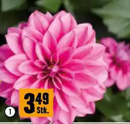 Hornbach Dahlie Angebot