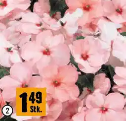 Hornbach Fleißiges Lieschen Angebot