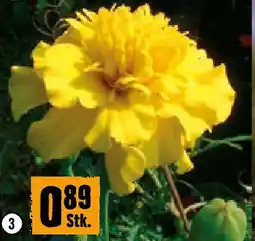 Hornbach Tagetes Angebot