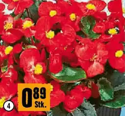 Hornbach Eisbegonien Angebot