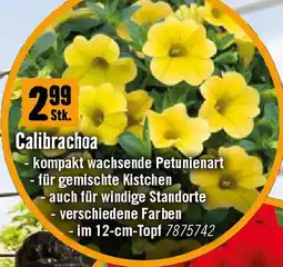 Hornbach Calibrachoa Angebot