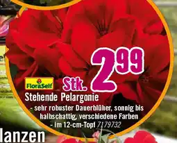 Hornbach Stehende Pelargonie Angebot