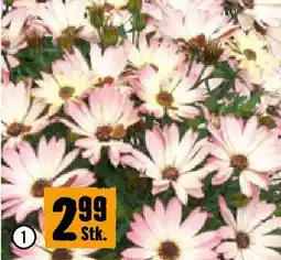Hornbach Kapkörbchen Angebot