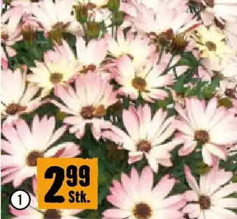 Hornbach Kapkörbchen Angebot