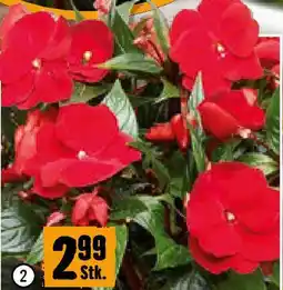 Hornbach Edellieschen Angebot