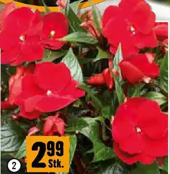 Hornbach Edellieschen Angebot