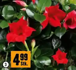 Hornbach Dipladenia Angebot