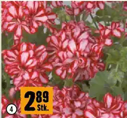Hornbach Hängende Pelargonie Angebot