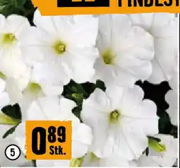 Hornbach Petunie als Beetware Angebot