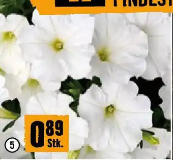 Hornbach Petunie als Beetware Angebot