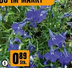 Hornbach Lobelia Angebot